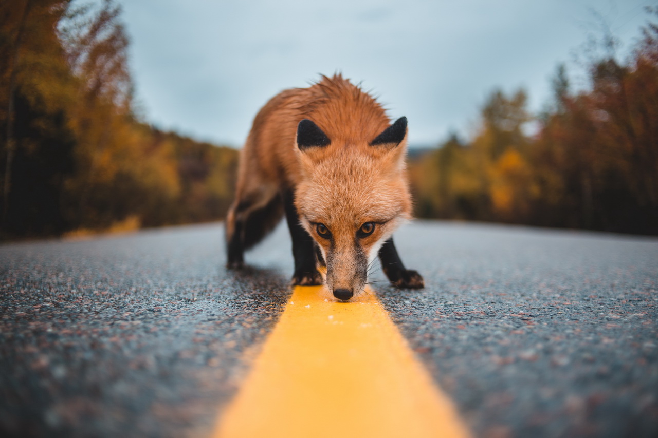 Mozilla Suspended Firefox Send